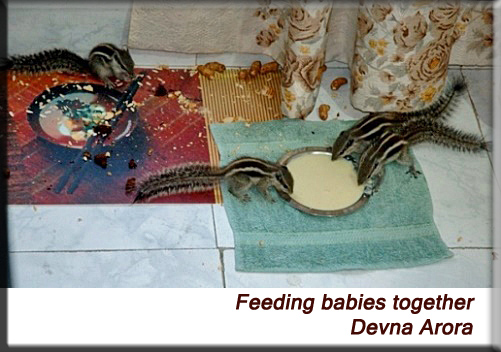 Devna Arora - feeding many young together